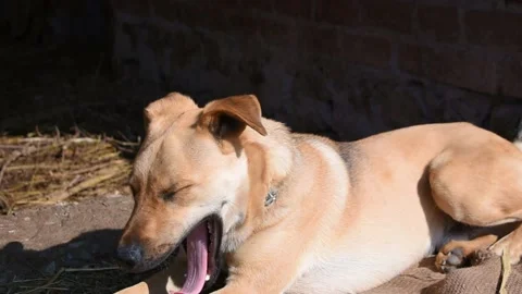 Brown cute dog sitting closeup background Stock Footage 197012391
