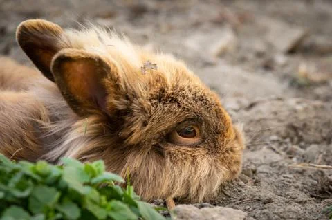 A brown cute dwarf rabbit resting on the ground Stock Photos