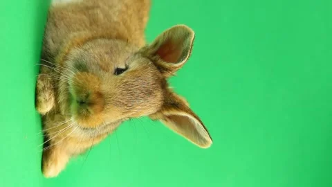 Brown cute fluffy brown rabbit sits on a green background and wiggles his ears Video stock 145960129