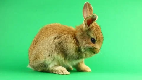 Brown cute fluffy brown rabbit sits on a green background and wiggles his ears Stock Footage 146568510