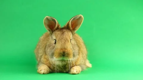 Brown cute fluffy brown rabbit sits on a green background and wiggles his ears Stock Footage 148063692