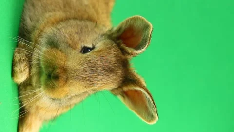 Brown cute fluffy brown rabbit sits on a green background and wiggles his ears Stock Footage 148252304