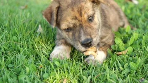 The brown cute puppy lying down and gnawing  bone on green lawn Stock Footage 153744344