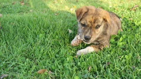 The brown cute puppy lying down and gnawing  bone on green lawn Stock Footage 153744352