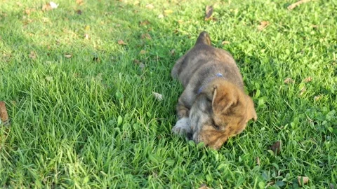 The brown cute puppy lying down and gnawing bone on green lawn Stock Footage 154086426