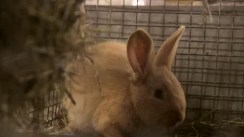 Brown Cute Rabbit Observing Camera Stock Footage 260471927