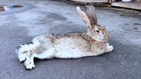 A brown cute rabbit resting on a sunny day at a farm. Видео 295067969
