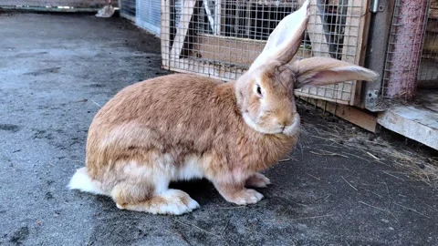 A brown cute rabbit resting on a sunny day at a farm. Stock Footage 295837745