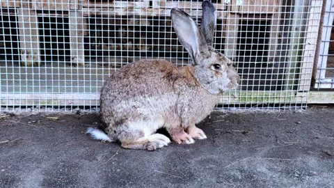 A brown cute rabbit resting on a sunny day at a farm. Video stock 296249290