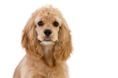 Brown cute spaniel cocker looking at camera Stock Photos