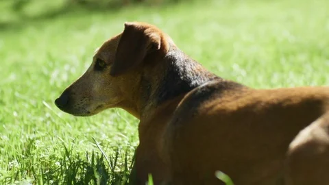 Brown dachshund dog lying down in fresh spring green grass Vidéo 74227697