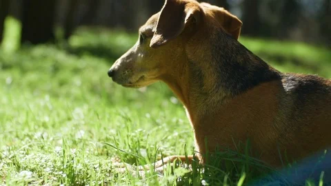 Brown dachshund dog lying down in fresh spring green grass 스톡 동영상 74228056