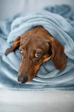 Brown dachshund on a gray background. Stock Photos