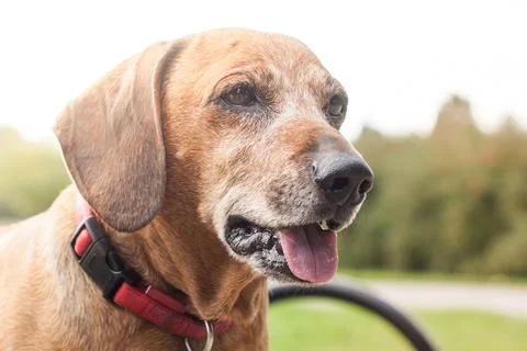 Brown dachshund playing outside Stock Photos