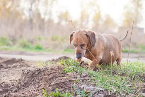 Brown dachshund playing outside Stock Photos