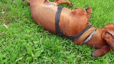 Brown dachshund rolling on back in green grass Видео 342493243
