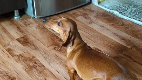 The brown dachshund is wagging its tail Stock Footage 305159929