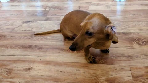 The brown dachshund is wagging its tail Stock Footage 305159936
