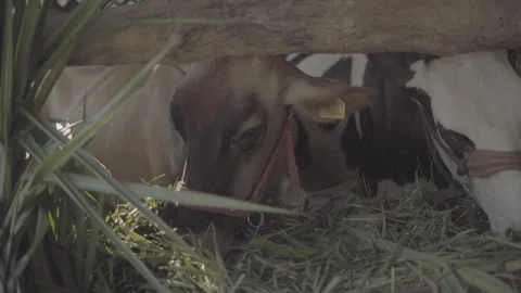 Brown Dairy Cow Looking at Camera Inside Traditional Barn Stock Footage 337425768