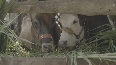 Brown Dairy Cow Looking at Camera Inside Rustic Farm Barn Stock Footage 337425968