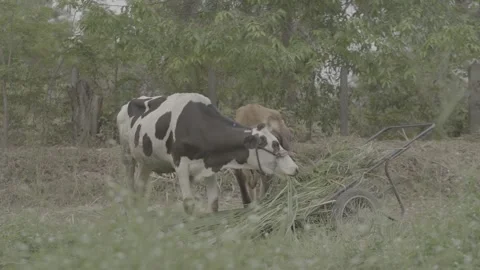 Brown Dairy Cow Looking at Camera Inside Rustic Farm Barn Stock Footage 337427057