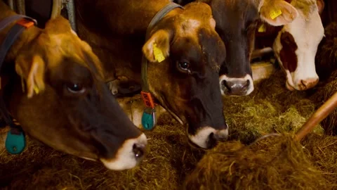 Brown Dairy Cows Feeding on Hay, Farm Barn Interior, Close Up Shot Stock Footage 341451300