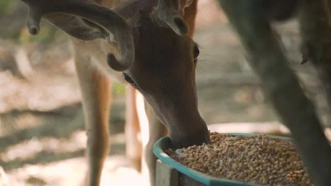 Brown dappled deer with horns eats corns from green bucket Video stock 142234811