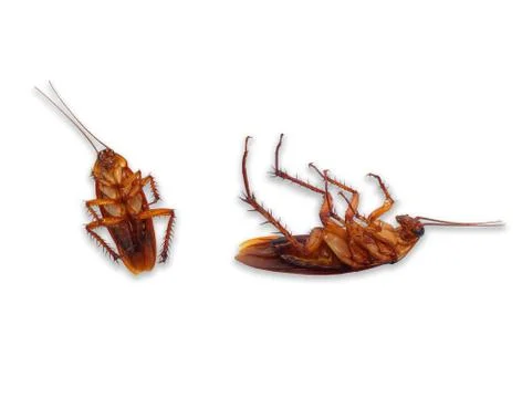 The brown dead cockroach isolated on white background Stock Photos