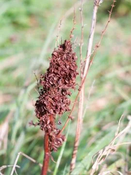 Brown dead dried leaf part up close nature field plants Stock Photos