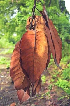 Brown dead leaf 库存照片
