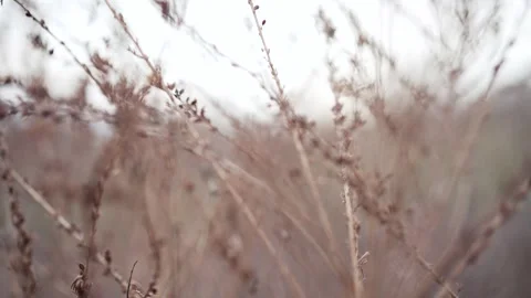 Brown dead wheat in a field in the fall time. Stock Footage 255510856