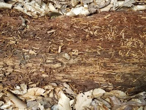 Brown decomposing or decaying tree log with brown leaves Stock Photos