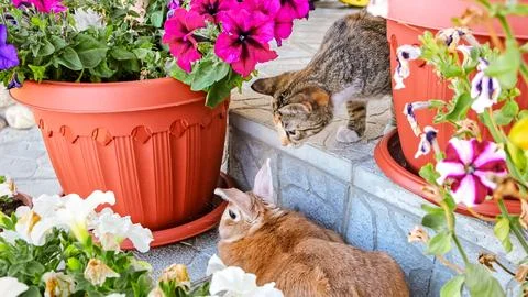 A brown decorative Easter bunny lying among pots of petunias. Domestic Rabbit Stock Photos
