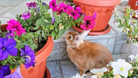 A brown decorative Easter bunny sits among pots of petunias. Domestic Rabbit Stock Photos