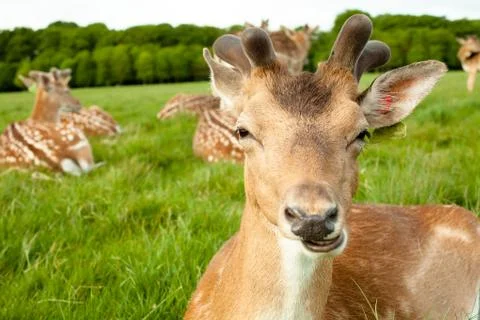 Brown Deer Close Up Stock Photos