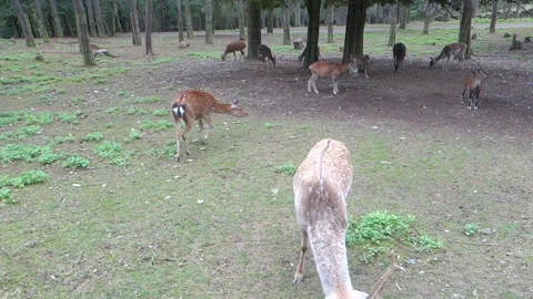 Brown deer during the run in the Zoo Stock Footage 291027141