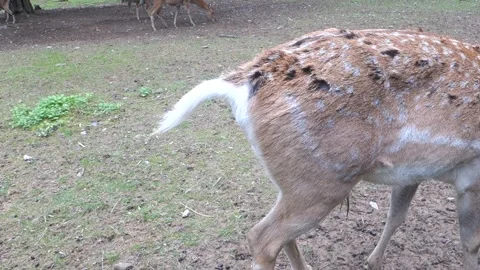 Brown deer during the run in the Zoo Stock Footage 291027208