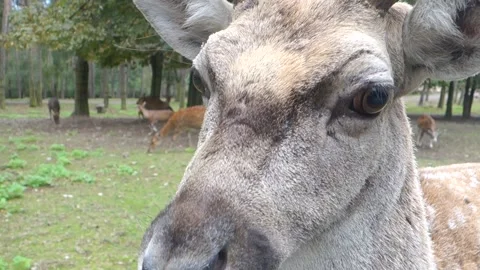Brown deer during the run in the Zoo Stock Footage 291027209