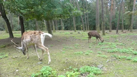 Brown deer during the run in the Zoo Stock Footage 291027299