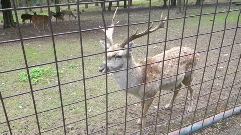 Brown deer during the run in the Zoo Stock Footage 291027550