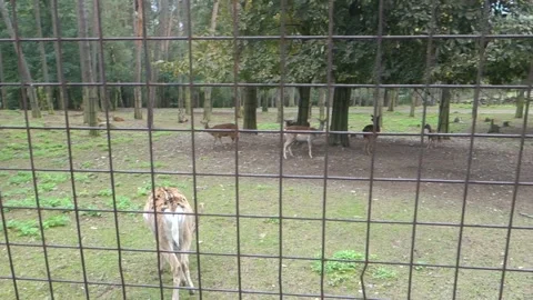 Brown deer during the run in the Zoo Stock Footage 291027702