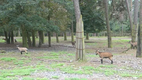 Brown deer during the run in the Zoo Stock Footage 291032895