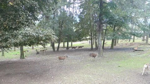 Brown deer during the run in the Zoo Stock Footage 291034151