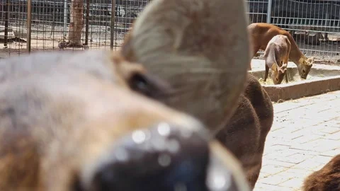 A brown deer look straight at the camera Stock Footage 310921966