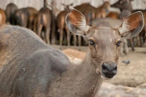 Brown deer Stock Photos