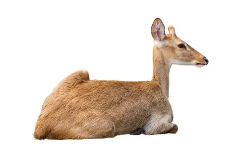 Brown deer sitting isolate white background. Foto stock