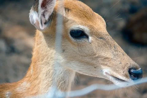 Brown Deer Standing eye looking for Stock Photos