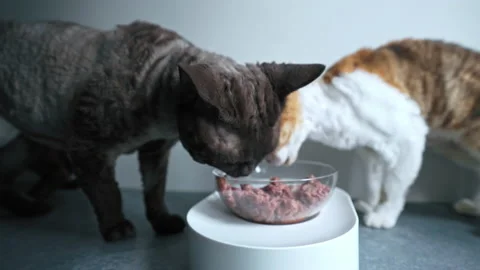 Brown Devon Rex cat eating pet food out of bowl Stock Footage 230132643