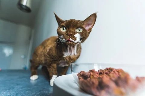 Brown Devon Rex cat eating pet food out of bowl Stock Photos