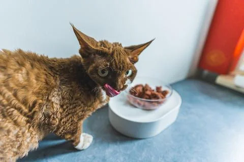 Brown Devon Rex cat eating out of bowl Stock Photos